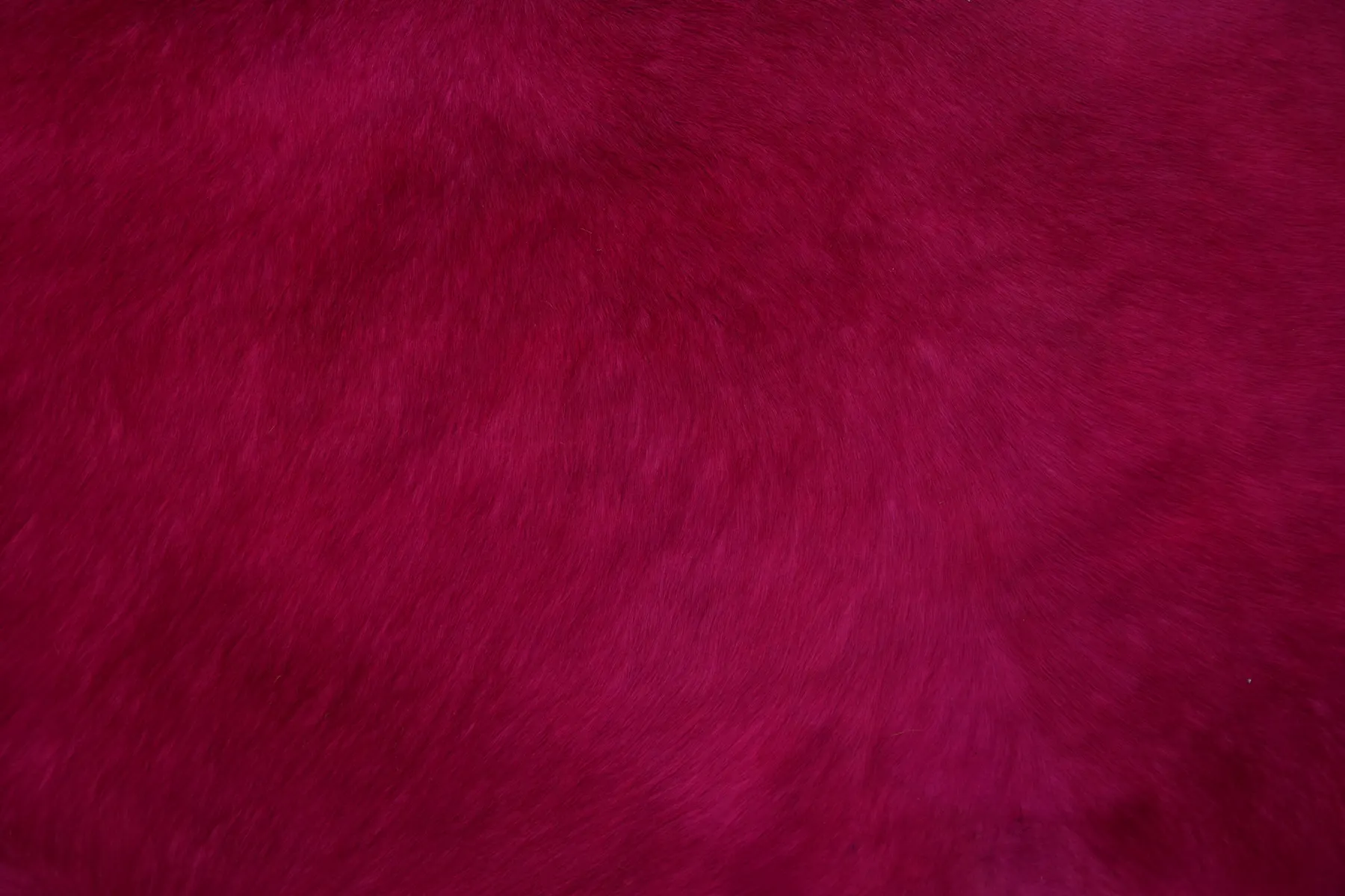 A close view of deep magenta fur, every fibre visible